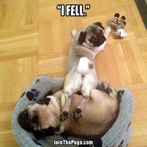 puglet fell