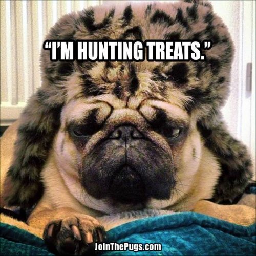 treat hunter
