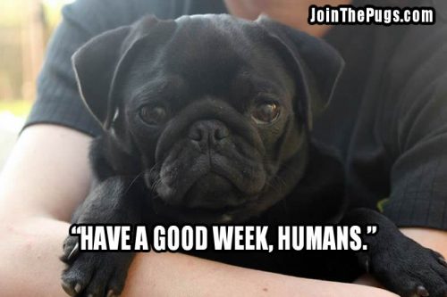 Good Week Ahead  - Join the Pugs 