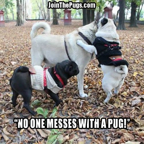 Don't Mess With a Pug - Join the Pugs 
