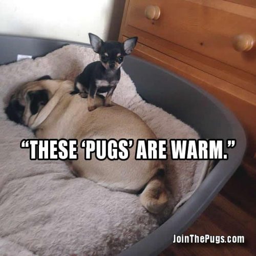 These pugs are warm  - Join the Pugs 