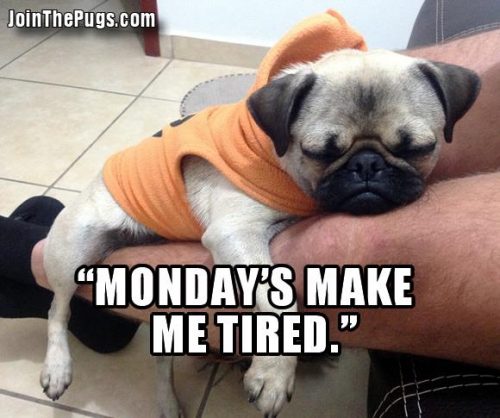 Monday Blues - Join the Pugs 