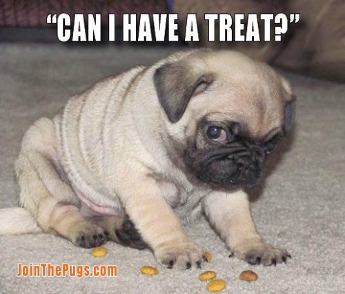 Can I have a treat - Join the Pugs 