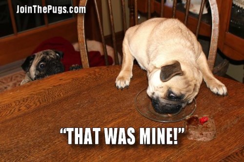 That was mine - Join the Pugs 