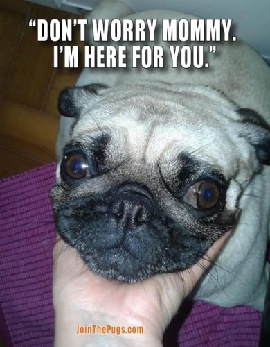 Pugs Care! - Join the Pugs 