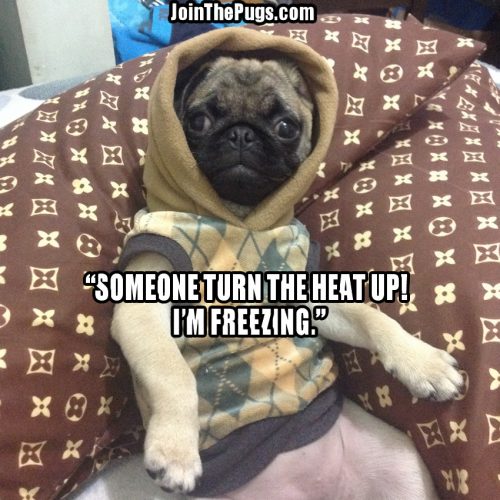 Turn up the heat! - Join the Pugs 