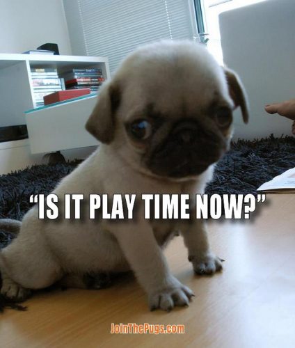 Is it playtime now - Join the Pugs 