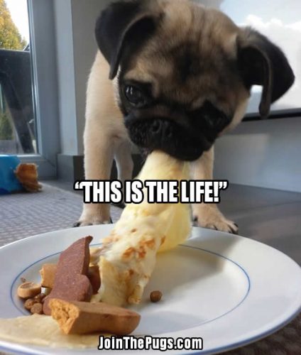 The Good Life - Join the Pugs 
