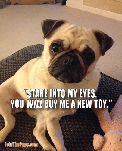 You will buy me a new toy - Join the Pugs 