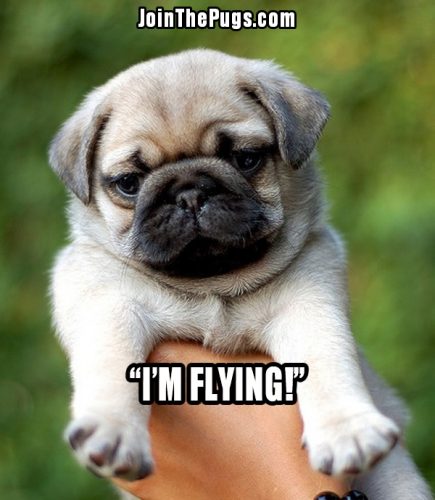 Flying Pug - Join the Pugs 