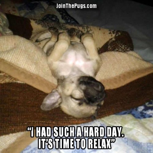 It's time to relax - Join the Pugs 