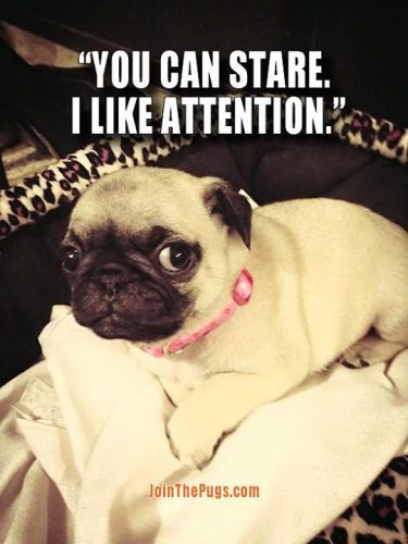 I like attention - Join the Pugs 