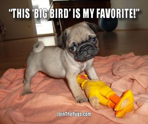 This Big Bird is my favorite - Join the Pugs 
