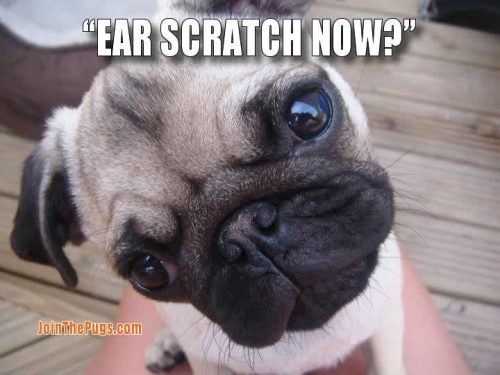 Ear scratch - Join the Pugs 