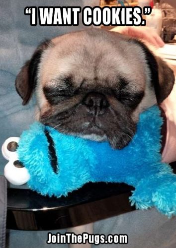 Cookie Pug - Join the Pugs