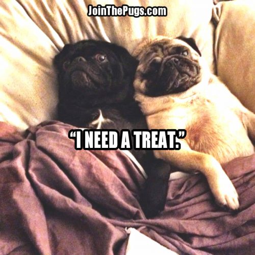 I NEED A TREAT - Join the Pugs 