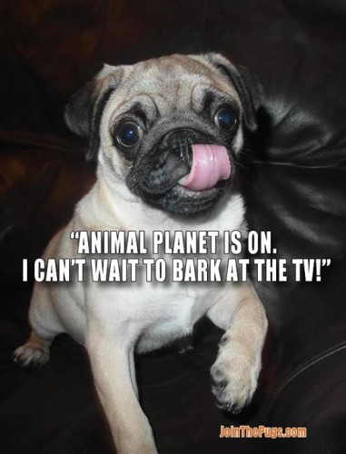 Animal Planet - Join the Pugs 