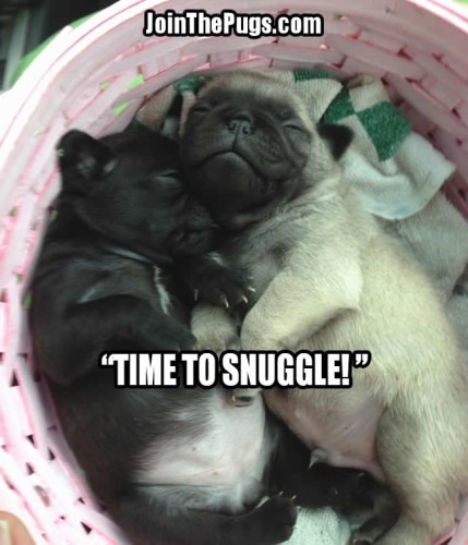 It's Snuggle Time - Join the Pugs 