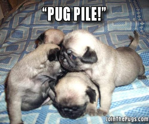 Pug Pile  - Join the Pugs 