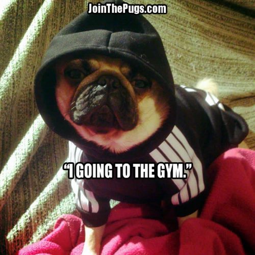 Gym Pug - Join the Pugs