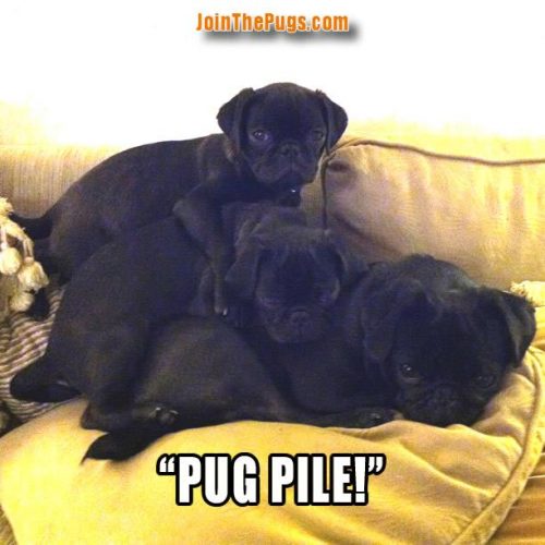 Pug pile - Join the Pugs 