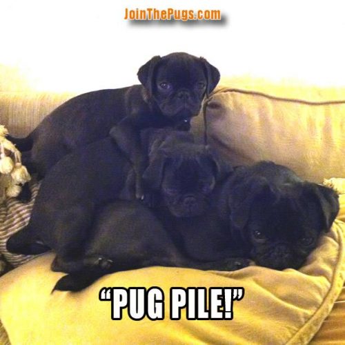 Pug pile - Join the Pugs 