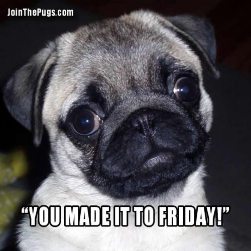 You made it to Friday - Join the Pugs 