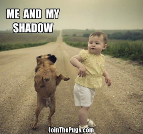 Me and My Shadow Pug - Join the Pugs 