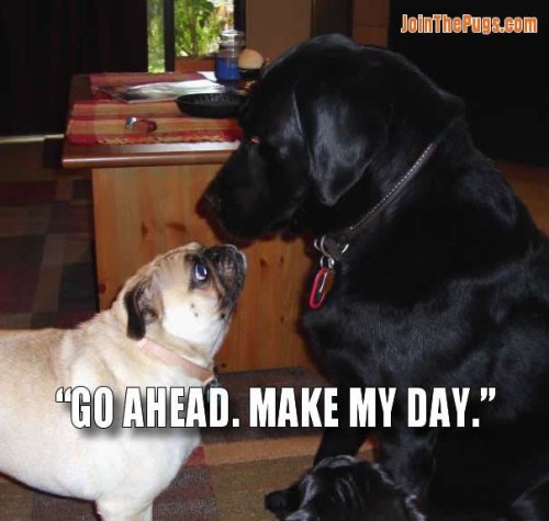 Make my day - Join the Pugs 