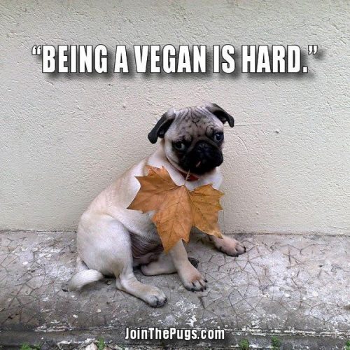 Being vegan is hard - Join the Pugs 