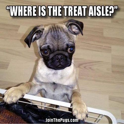 Where is the treat aisle - Join the Pugs 