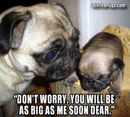 You'll be as big as me soon  - Join the Pugs 