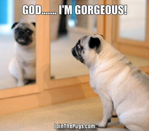 Narcissus Pug - God I'm gorgeous - Join the Pugs 