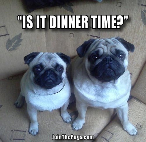 Is it dinner time - Join the Pugs 
