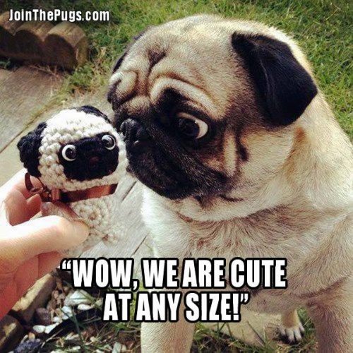 Cute at any size - Join the Pugs 