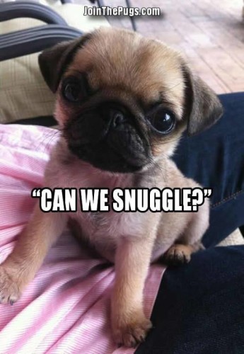Can we snuggle - Join the Pugs 