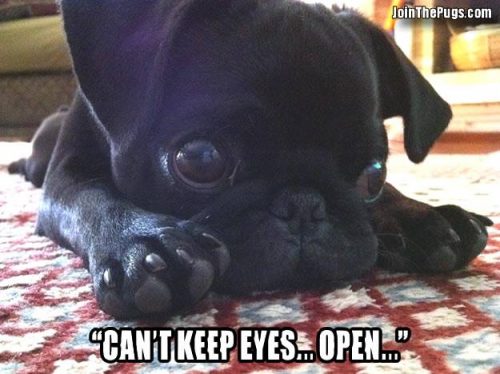 Can't keep eyes open - Join the Pugs 