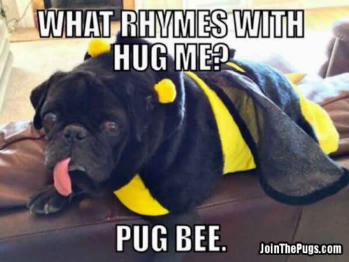 Pug Bee - Join the Pugs