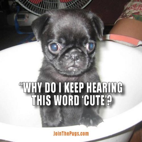 Cute Pug - Join the Pugs 