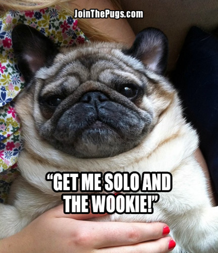 Jabba the Pug - Join the Pugs 