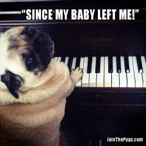 Since my baby left me - Join the Pugs 