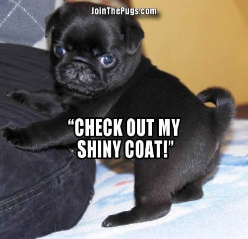 Shiny Happy Pug - Join the Pugs 