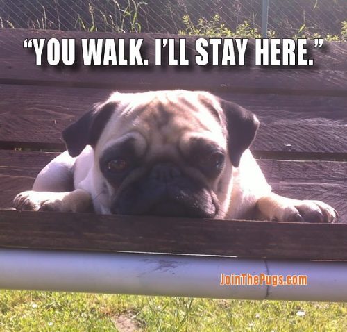 Pug Walks - Join the Pugs