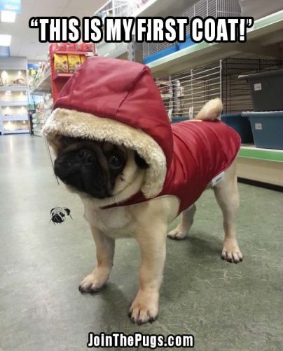 What do you think of my new coat - Join the Pugs 