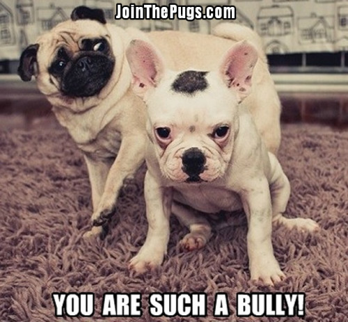 Join the Pugs 