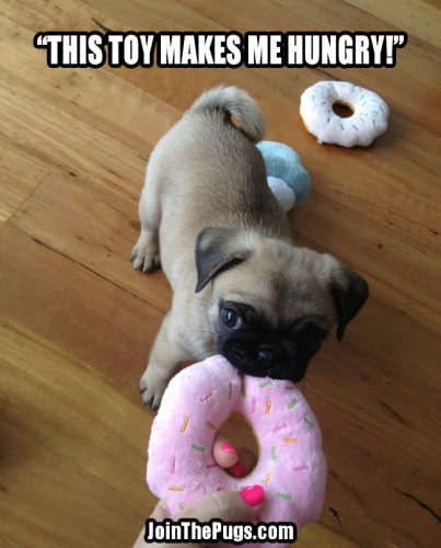 This toy makes me hungry - Join the Pugs 