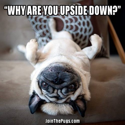 Upside Down Pug - Join the Pugs 