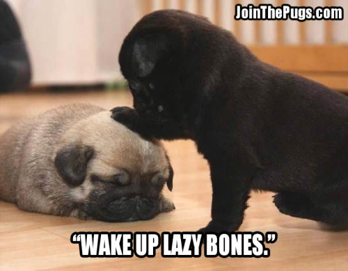 WAKE UP LAZY BONES - Join the Pugs 