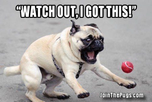 Watch out, I got this - Join the Pugs 