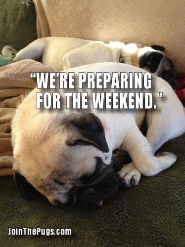 Weekend Pugs - Join the Pugs 